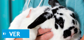 veterinaria